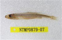 藏品(日本銀帶鯡)的圖片